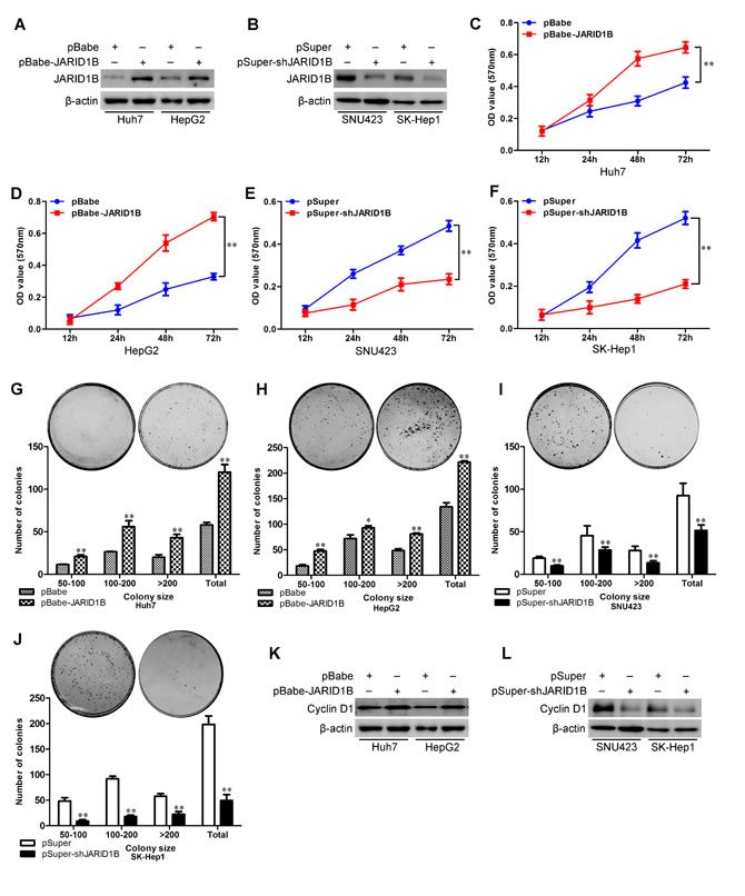 JARID1B promotes proliferative capacity of HCC cells.