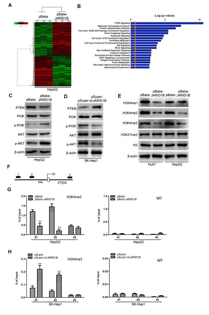 JARID1B downregulates PTEN expression in HCC cells.