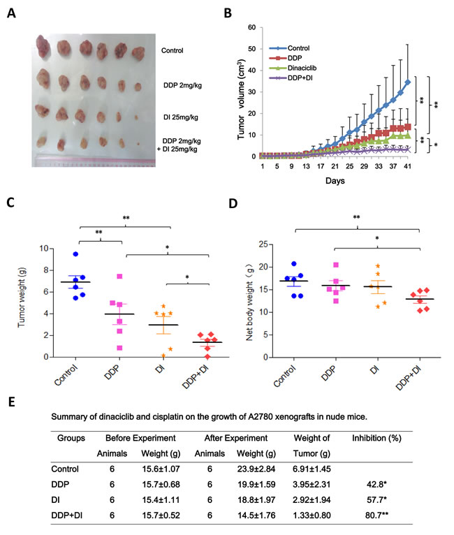 Dinaciclib synergized with cisplatin to inhibit the subcutaneous xenograft growth of ovarian cancer in nude mice.