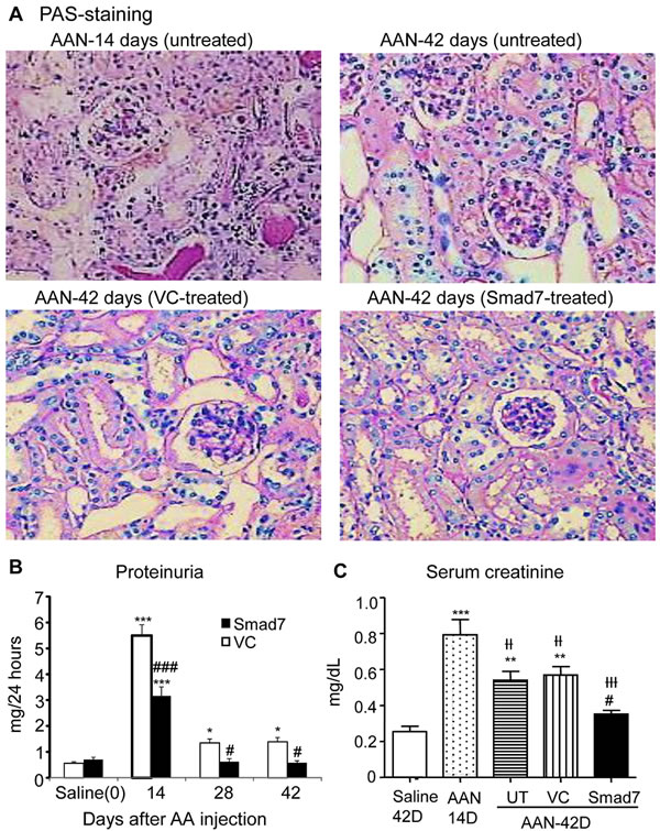 Smad7 treatment locally in the kidney with established chronic AAN attenuates progressive renal injury in Smad7 WT mice.