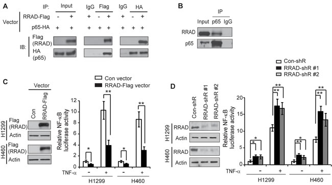 RRAD binds to p65 and inhibits the NF-&#x3ba;B signaling.