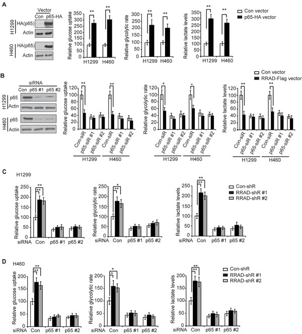 RRAD negatively regulates the Warburg effect through down-regulation of the NF-&#x3ba;B signaling.