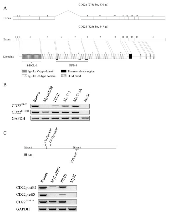 Expression of CD22 splice variants in a subset of MF cell lines.