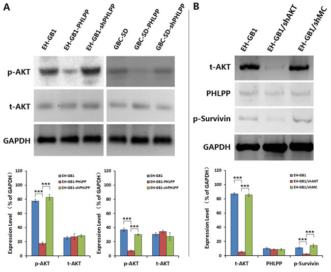 PHLPP inhibits Survivin phosphorylation through AKT signaling pathway.