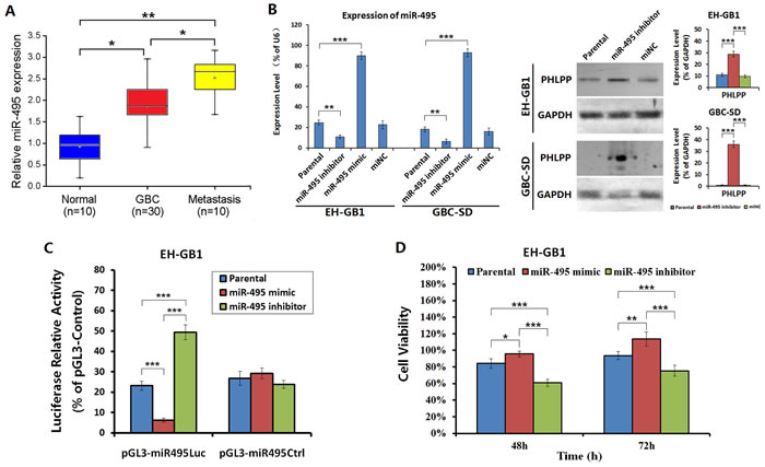 PHLPP was regulated by miR-495 in GBC cells.