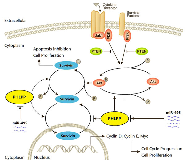 The schematic diagram of miR-495/PHLPP/AKT/Survivin regulatory pathway potentially existed in GBC.