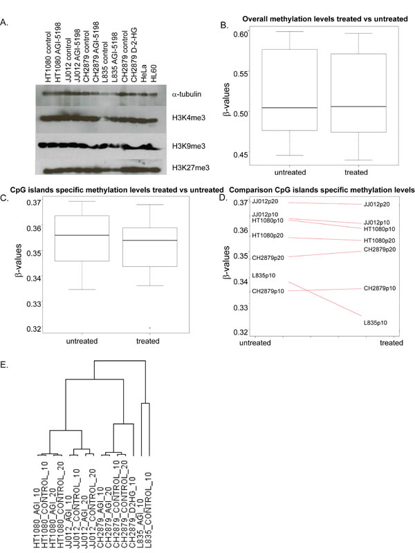 The effect of long term mutant IDH1 inhibition on histone and DNA methylation and gene expression.