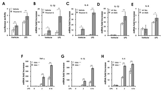 Increased O-GlcNAcylation enhances LPS induced-NF-&#x3ba;B signaling activation.