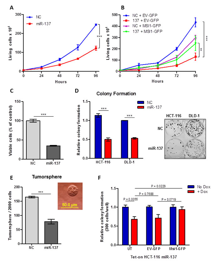 miR-137 inhibits colon cancer growth and clonogenic growth by inhibiting MSI1.