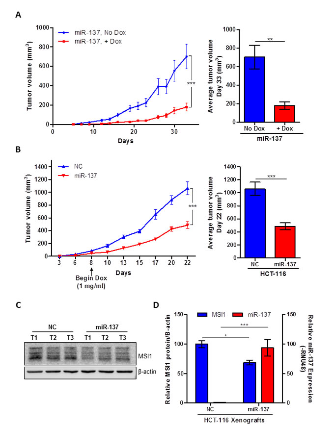 miR-137 inhibits human colon cancer xenografts growth.