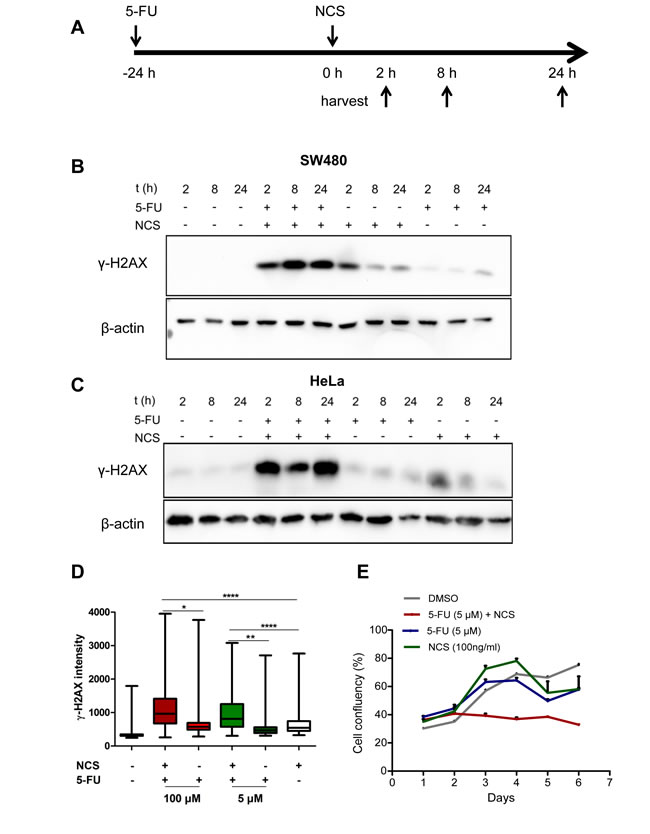 5-FU in combination with NCS leads to persistent &#x3b3;-H2AX accumulation and decreased survival.