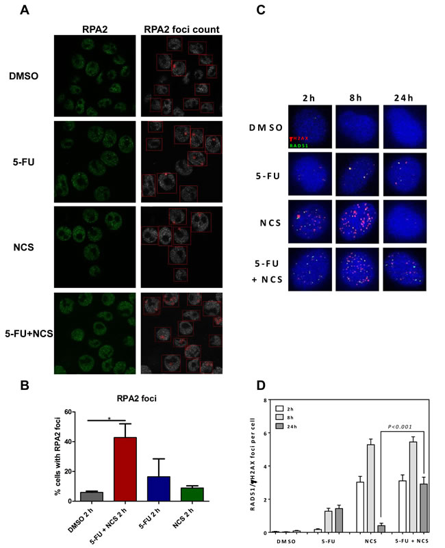 5-FU and/or NCS do not decrease the recruitment of RPA2 and Rad51.