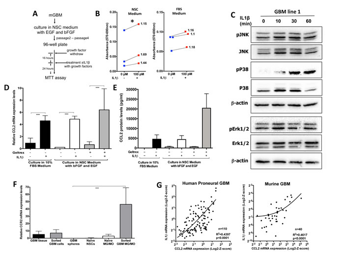IL1&beta; treatment increases glioma cell growth/viability, activates p38/JNK and NF-&kappa;B pathways in GSC-enriching medium, and leads to activation of CCL2 expression.
