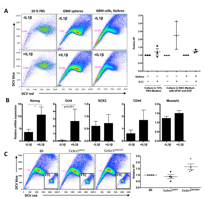 IL1&beta; treatment enhances a stem cell phenotype