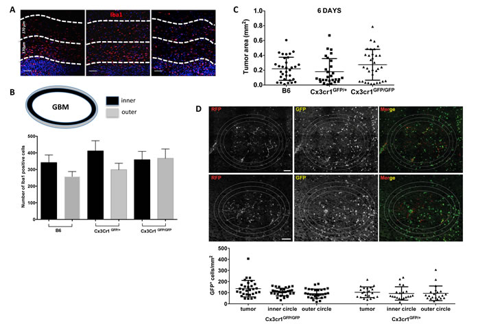 Cx3cr1 deficiency has no impact on microglial accumulation at the close edge of GBM and has no impact on tumor growth in organotypic slice cultures.