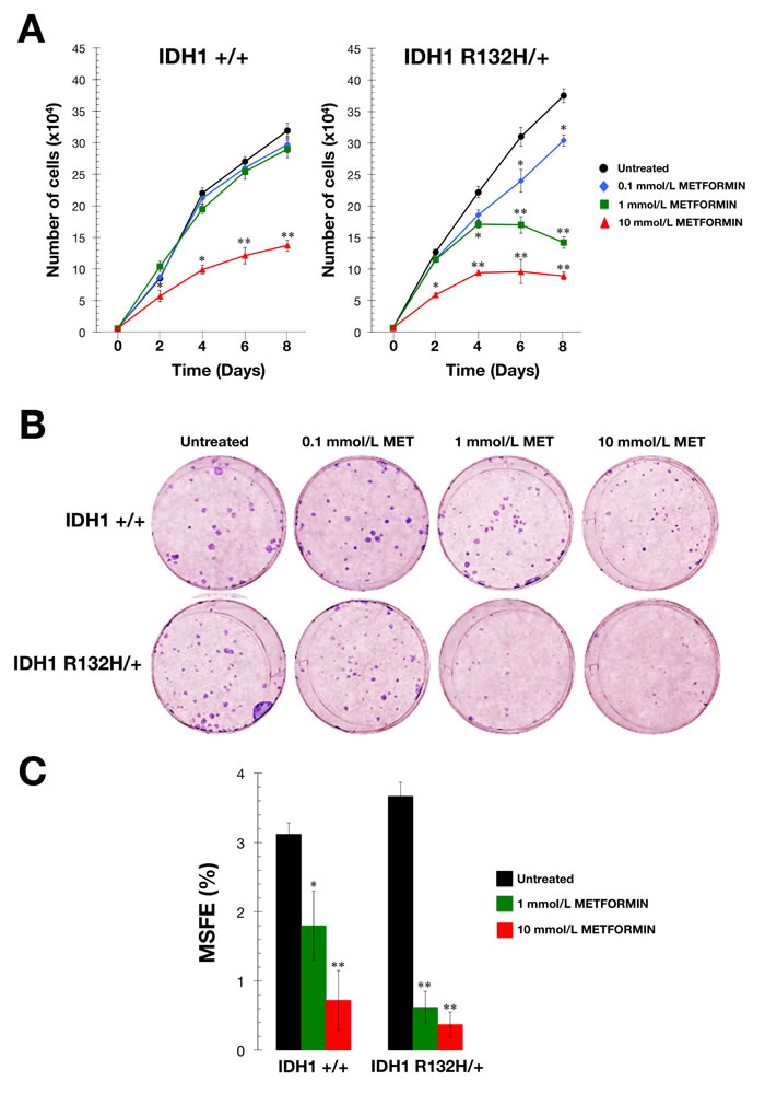 Metformin-hypersensitive phenotype of IDH1 mutant cells.