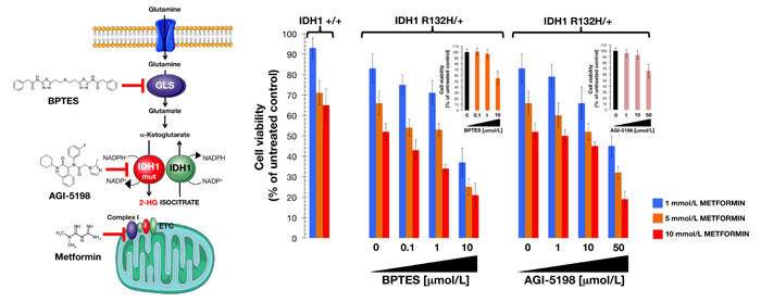 Interaction between metformin and drugs targeting the glutamine-driven production of 2HG in IDH1 mutant cells.