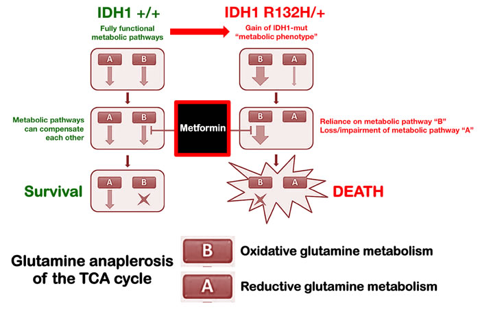 Metabolic synthetic lethality between metformin and the oncometabolic mutation IDH1 R132H.