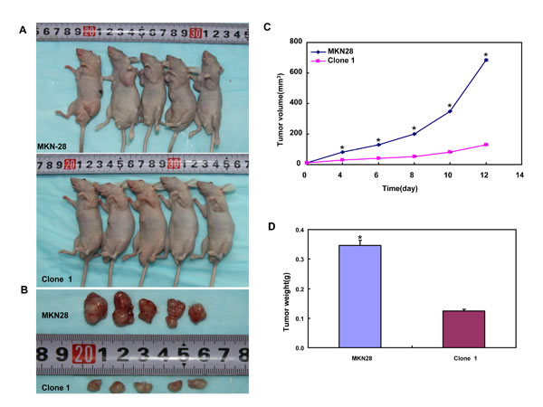 BTG3 suppresses the growth of gastric cancer cells in nude mice.