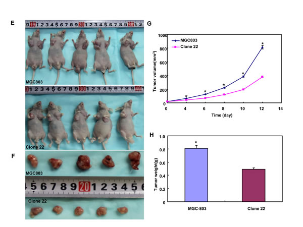 fig6b