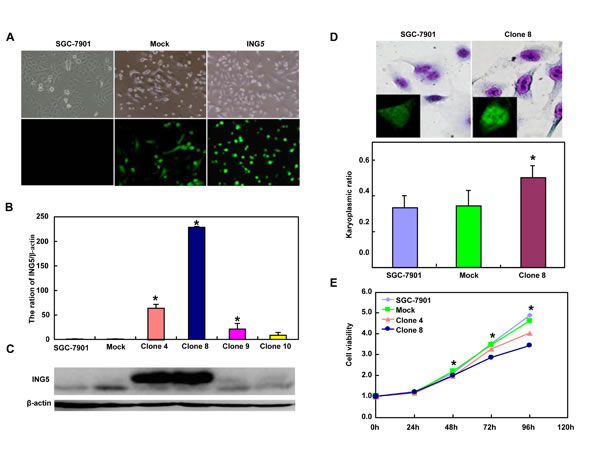 ING5 overexpression altered the phenotypes and the expression of their relevant genes of SGC-7901 cells.