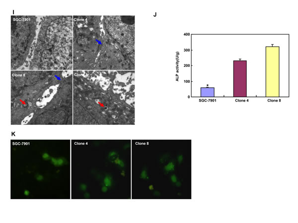 fig2c