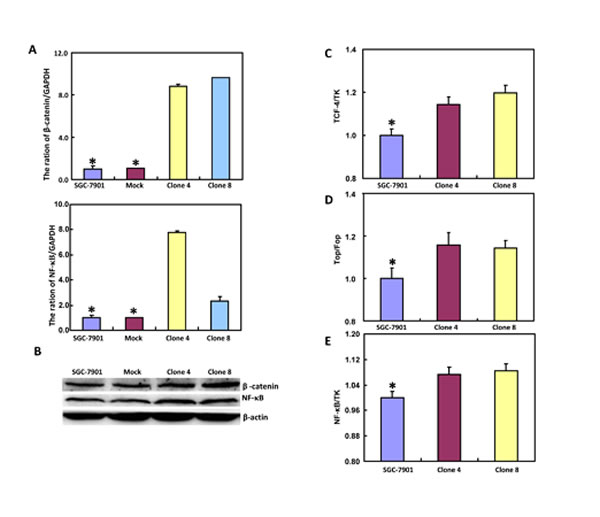 ING5 expression up-regulates both &#x3b2;-catenin and NF-&#x3ba;B signal pathway in SGC-7901 cells.