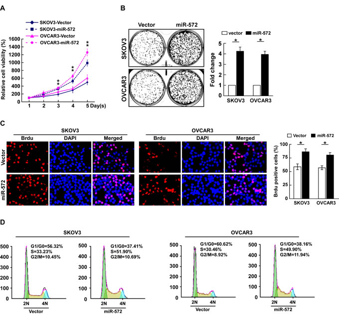 miR-572 promotes cell proliferation and cell-cycle progression in ovarian cancer cells.
