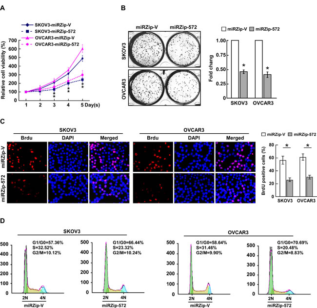 Inhibition of miR-572 reduces cell proliferation and cell-cycle progression in ovarian cancer cells.