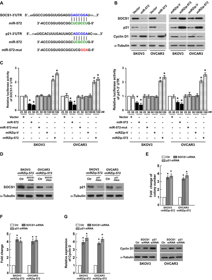 SOCS1 and p21 are essential for miR-572-mediated proliferation in ovarian cancer.
