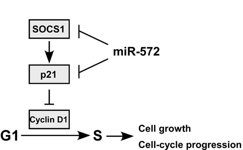 Proposed for model for the mechanism by which miR-572-mediated downregulation of SOCS1 and p21 promotes ovarian cancer cell proliferation