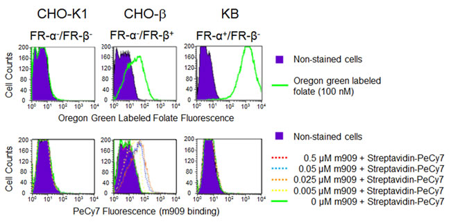 Characterization of biotin-labeled m909 on cultured cells.