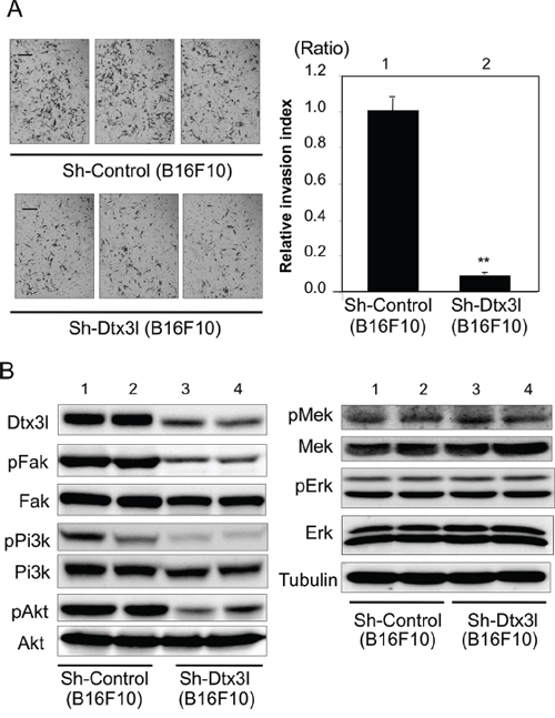 Decreased cell invasion of Dtx3l-depleted murine melanoma cells.