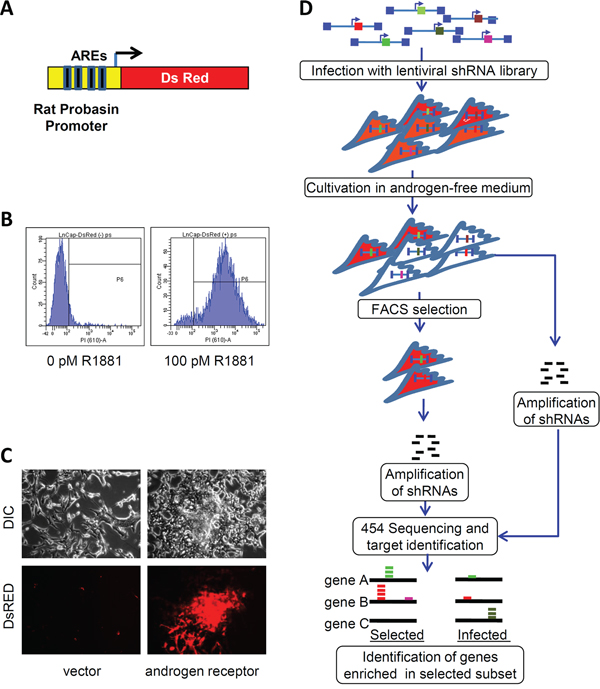 High throughput screening for shRNAs stimulating AR activity in low androgen environment.