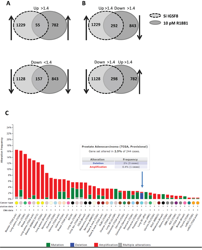 Comparison of gene expression affected by IGSF8 knockdown or androgen stimulation.