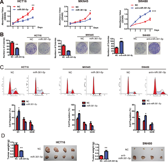 miR-361-5p suppresses CRC and GC cell growth in vitro and in vivo.