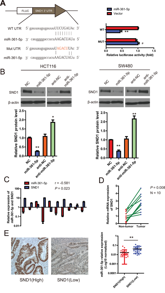 miR-361-5p downregulates SND1 expression by directly binding to its 3&#x2032;-UTR.