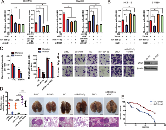 SND1 critically contributes to the cancer-inhibitory function of miR-361-5p.