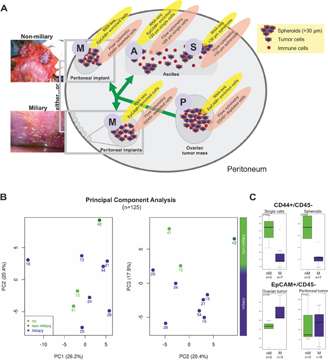 A. Scheme, showing all types of tissues and methods used in this study.