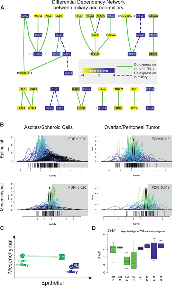 A. Differential Dependency Network (DDN) between miliary and non-miliary samples constructed from the 90 significantly differentially expressed genes between both tumor spread types.