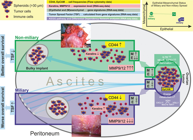 Summary of results shown in this publication (flow cytometry and transcriptomics) comparing cancer cells of patients with miliary and non-miliary peritoneal tumor spread.