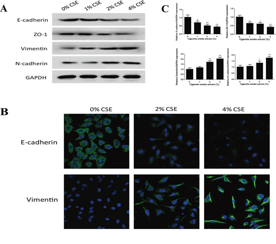 TS alters the expression of EMT markers in normal human bronchial epithelial (NHBE) cells.