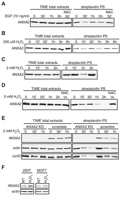 Cellular ANXA2 is responsive to reactive oxygen species.