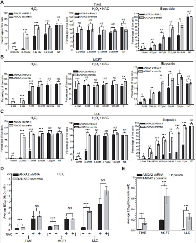 ANXA2 depleted cells are more sensitive to oxidative stress induced death.