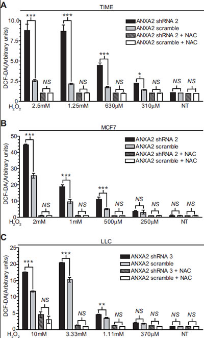 ANXA2 depleted cells accumulate higher levels of ROS upon oxidative stress.
