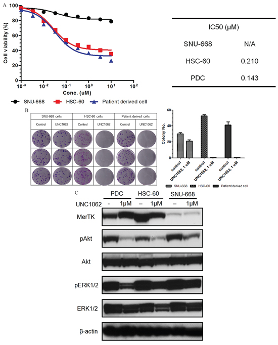 A. Results of the MTS assay for a MerTK-specific inhibitor (UNC1062). Both HSC-60 and MerTK-positive patient-derived cells (PDCs) had similar sensitivities and IC50 values.