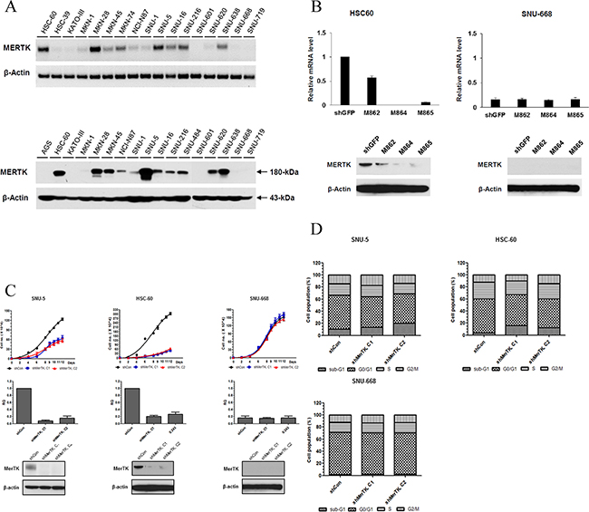 A. Screening for MerTK positive GC cell lines.