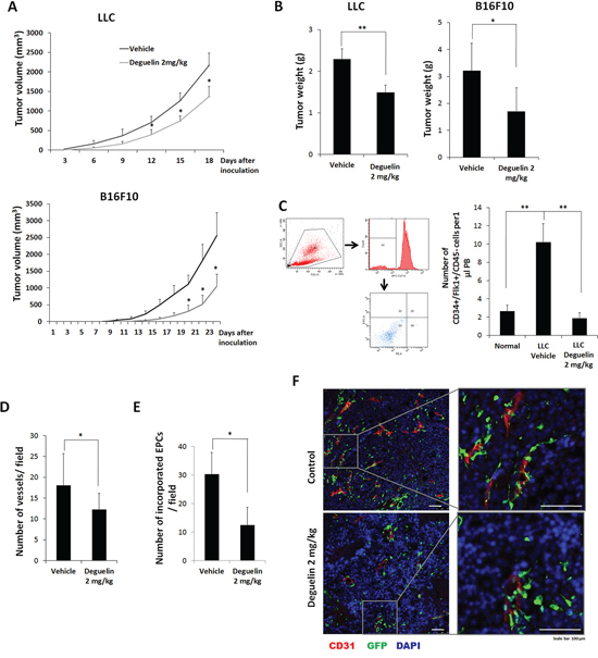 Effect of deguelin on tumor growth and vasculogenesis in vivo.