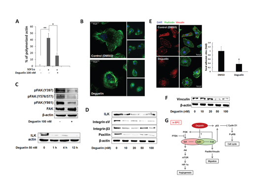 Deguelin suppressed focal adhesion via inhibition of FAK-integrin-ILK axis.