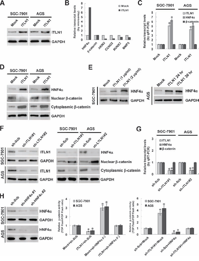 ITLN1 facilitated the expression of HNF4&#x03B1; in gastric cancer cells.